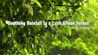 Soothing Rainfall in a Lush Green Forest 🍃 Nature Sounds for Sleep & Meditation