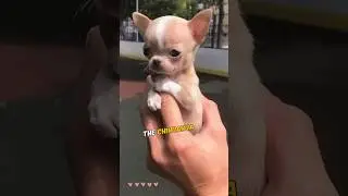 Chihuahuas 🐶 Tiny Dogs, Huge Hearts!