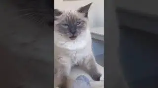 Funny CAT Moments 😂😂 episode 3694 #funnycats #cats #funnyanimals #petsofinstagram