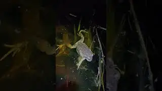 Pobblebonk Frog diving for cover ║ Sideways Wildlife Moments @ Grampians Paradise