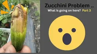 Zucchini Issus  Part 3