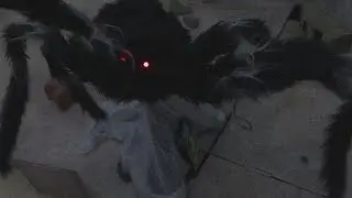 Black Jumping Spider Halloween Animatronic In-Store Demo - Spirit Halloween 2025