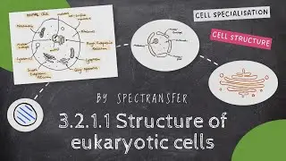 EASY REVISION AQA A-level Biology 3.2.1.1 Structure of Eukaryotic Cells