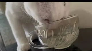 ASMR Kucing Minum di Gelas | Cat Drinking From A Glass
