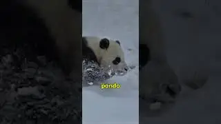 Warum Pandas fast aussterben?! #panda #tierfakten #wusstestdu #nauture #tierliebe