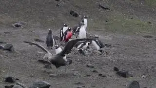 Giant petrel - Penguin Protecting his Baby from Giant petrel