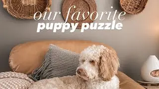 How to entertain your dog in the winter, mental stimulation for dogs, dog puzzle