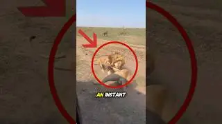 ⚡ Top 5 Deadly Small Animals That Can Kill You Instantly 🐍🕷️ #shorts