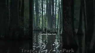 Save this for your next day trip bucketlist!The Trap Pond State Park in Laurel, Delaware is peaceful