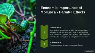 Phylum Mollusca: Kingdom Animalia