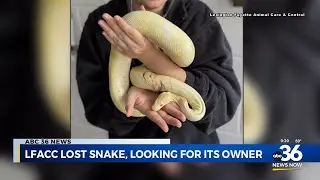 LFACC looking for owner of a lost snake