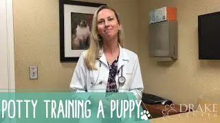 Potty Training a Puppy