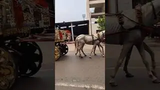 rajasthani camel dance rajshahi #youtubeshortstrending  #cute #viralvideo