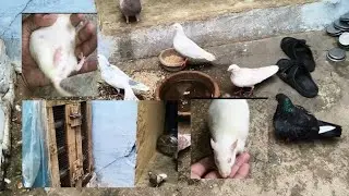Hamari female rat pregnant hai kyaa 🤔
