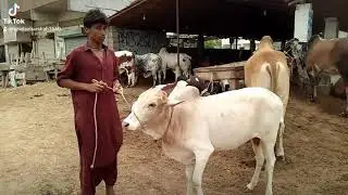 Naval Mandi