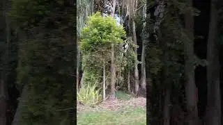 Driving to Camp Beniah In Ingham Queensland