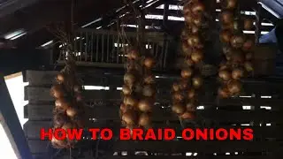 BRAIDING ONIONS FOR STORAGE