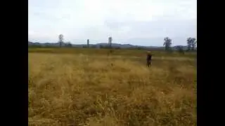 MOV00532