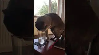 Funny Cat Drinking Water With Head In Glass