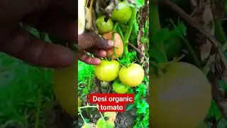 desi organic tomato at harvesting