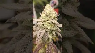 The Queen S1 (Week 8 Flower) #shorts