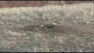 Celebrate Prairie Dog Day with Denver Zoo