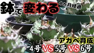 【必見】アガベは締まる？伸びる？4ヶ月経過の途中報告