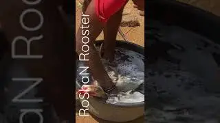 Kodi pelu kosam video YouTube lo petta chudandi ||roosters videos || kodi punju information
