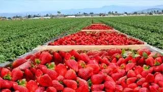 Strawberry Farming, Harvesting and Processing. How American Farmer Produce Thousands Tons Strawberry