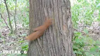 Squirrel Chase (Sciurus vulgaris) / Eichh&ouml;rnchenjagd