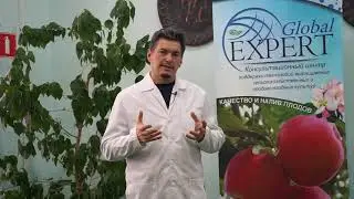 Естественный окрас плодов, Amacol, Ferkolor