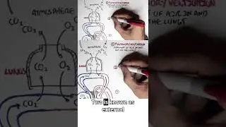 Основы дыхания! Изучите основные части дыхательной системы! #дыхательнаясистема #медицина #анатомия