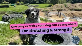 Easy exercise to stretch and build strength in your senior dog | Old dogs | Sore hips | Arthritis