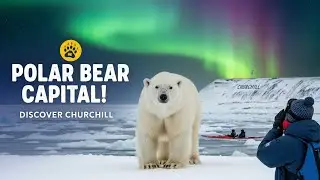 Discover Churchill: The Polar Bear Capital of the World!