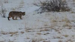 Bobcat Rodent Hunt