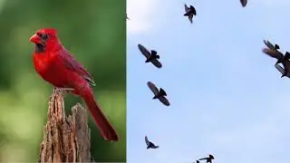 Create Habitats for Wildlife