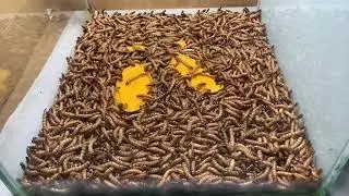 Mealworms having fun with Sweet Mango