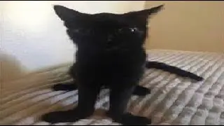 THE JINX BOSSFIGHT