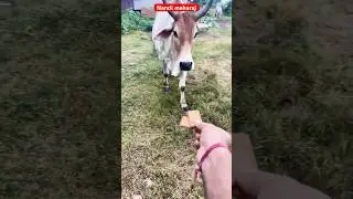 गांव में चर्चा &ndash; bade सींग वाली गाय आई सबका दिल जीतने ❤️ #cow #cowvideo #gay #shorts #viral