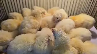 ١٥ نوفمبر #birds @catherinelafilledesmondes3396 2nd #please #join 😘