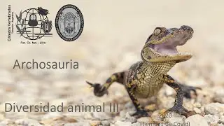 56   Crocodylia