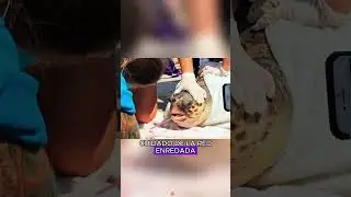 Helping turtles remove fishing nets#animals #Friendship #Us #Seaturtles