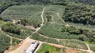   Bananal a venda no bairro usina , em plena produção, esteira completa. Solicite maiores informaçõe