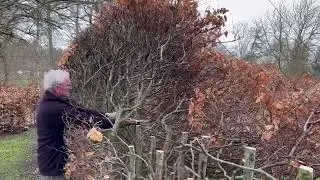 Besk&aelig;ring af gammel b&oslash;geh&aelig;k