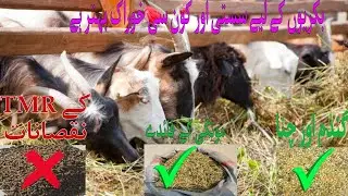 Goat's Feed Management Explained in Detail | #goatfeeding #goatfarming