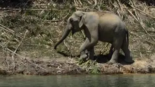 Wild Elephant in the Klong Saeng Wildlife Sanctuary, Khao Sok National Park, Thailand