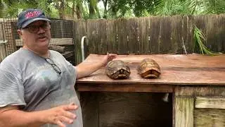 Pair #5 and #6 Yellowfoot tortoises 13 inches