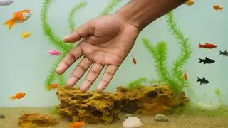 Colorful & Beautiful Underwater World | Soothing & Relaxing Video | Rare Fish Discovery