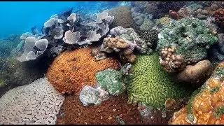 PALAU: Rock Islands, Darwins Wall &&nbsp;Lost Lake : Amazing Planet