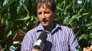 Polinização do Milho